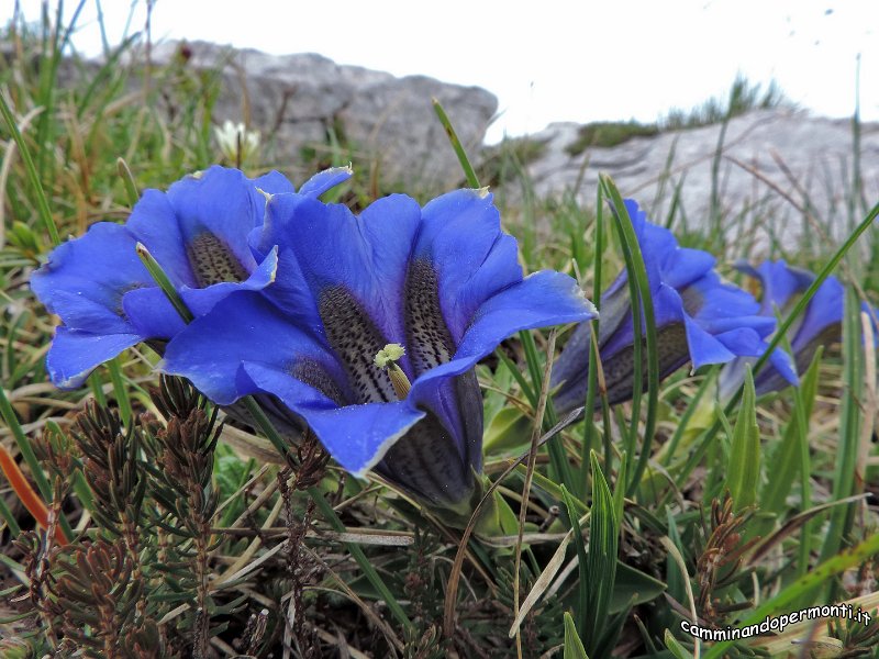 130 Monte Alben La Croce - Genziana.JPG -           